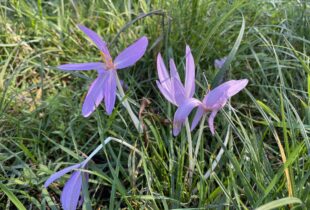 557579836_1253974746532965_7011249530224180527_n